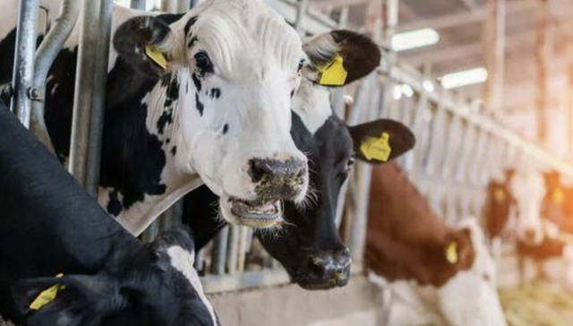 IPO,乳业,消费,招股书,认养一头牛