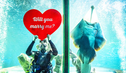 每周奇趣掠影丨茅臺酒發(fā)布二十四節(jié)氣·春系列；坦桑尼亞發(fā)現(xiàn)新品種“沉默青蛙”