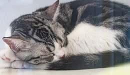 新瑞鹏撑不起300亿元估值