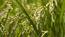 2023年中央一號文件公布，糧食安全保障法、超齡農(nóng)民工和高價彩禮都提到了