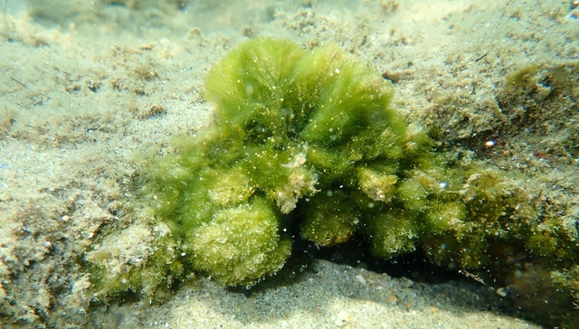 每吨起拍价30元，全国首单蓝碳拍卖本月落锤