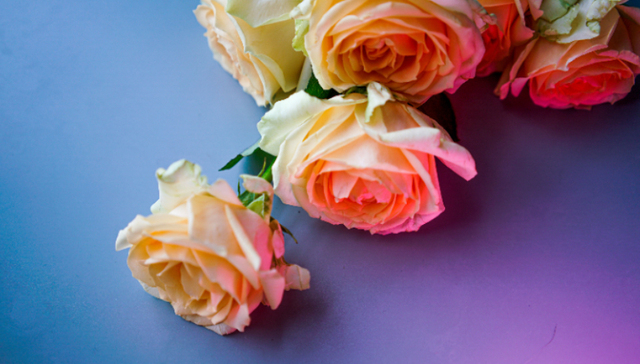 上海，情人节，鲜花，经济，消费,大众点评,美团