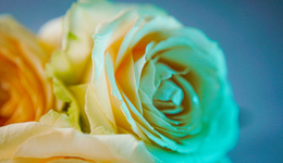 天价玫瑰喂不饱街边花店