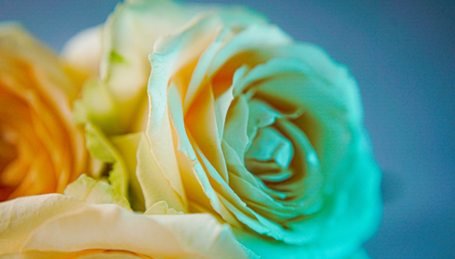 消费,鲜花电商,情人节,营销,花卉