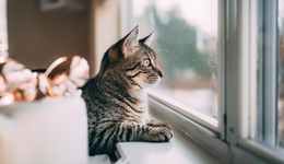 “2023年，我还是买房了”