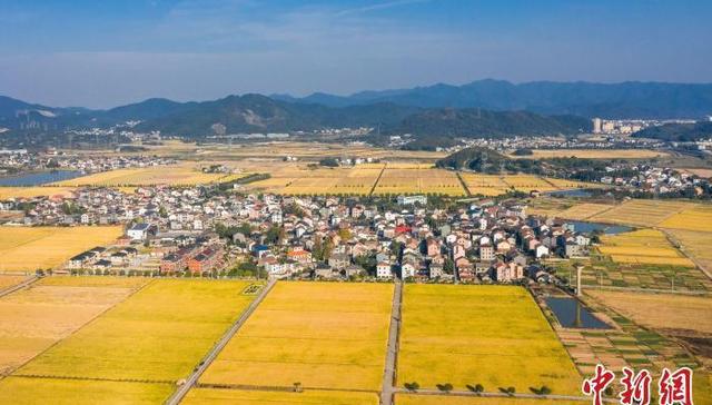 中央一号文件,全面推进,乡村,权益,三农,振兴,最低收购价,农业农村,稻谷,李国祥