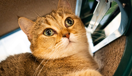 我為1000個年輕人找回“家人”