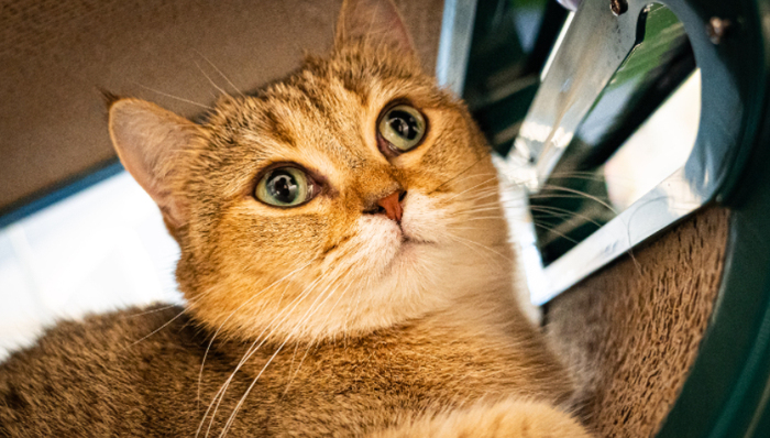 宠物遗失,宠物救助,