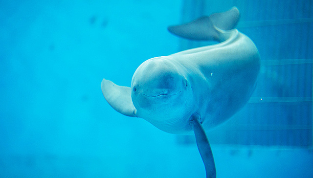 【图集】鄱阳湖江豚再搬家，“水中大熊猫”仅剩千头