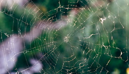 脉脉困在林凡造的概念里