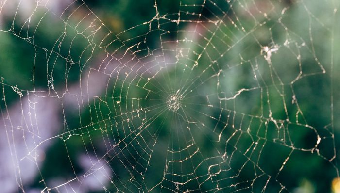 职场社交,脉脉,招聘,林凡,