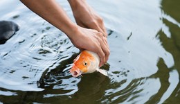 放生亂象頻發(fā)，中央一號文件首提規(guī)范管理