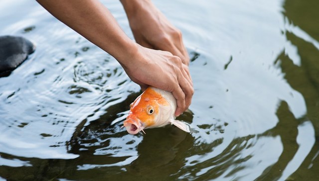 放生乱象频发，中央一号文件首提规范管理