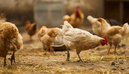 圣农股份VS温氏股份VS益生股份：谁能成为鸡圈的“牧原股份”？