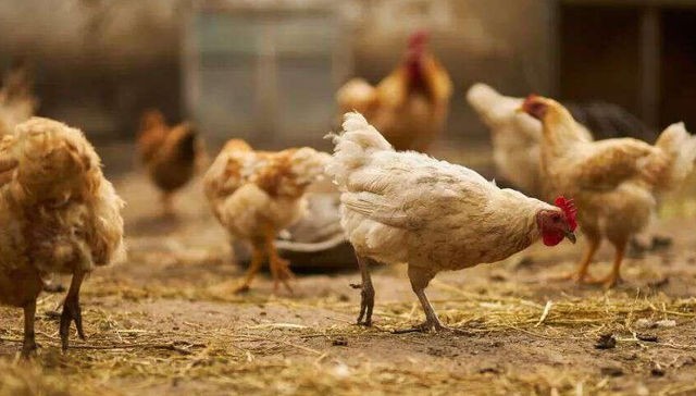 家禽养殖,鸡肉,