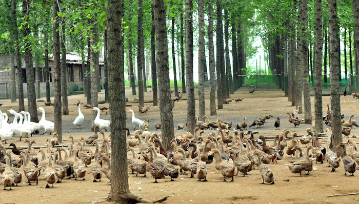 养殖业,立华股份