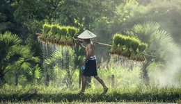 三大難題待解，激活農(nóng)村市場(chǎng)是一場(chǎng)持久戰(zhàn)