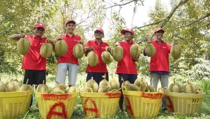 【深度】年进口超40亿美元碾压车厘子，鲜果榴莲生意为何又被称为难度之王？