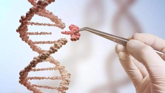 阿里巴巴领投生物育种平台博瑞迪，种业振兴下育种CRO公司会崛起吗？