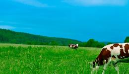 认养一头185亿的牛，到底值不值？