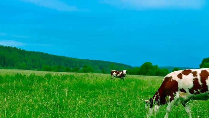 认养一头牛,网红品牌,估值,招股书,