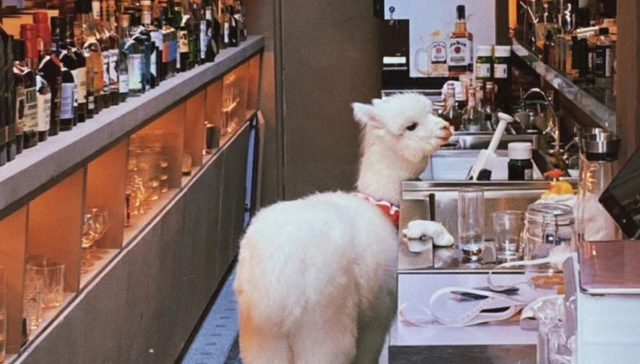 冷门宠物,猎奇,生态环境,