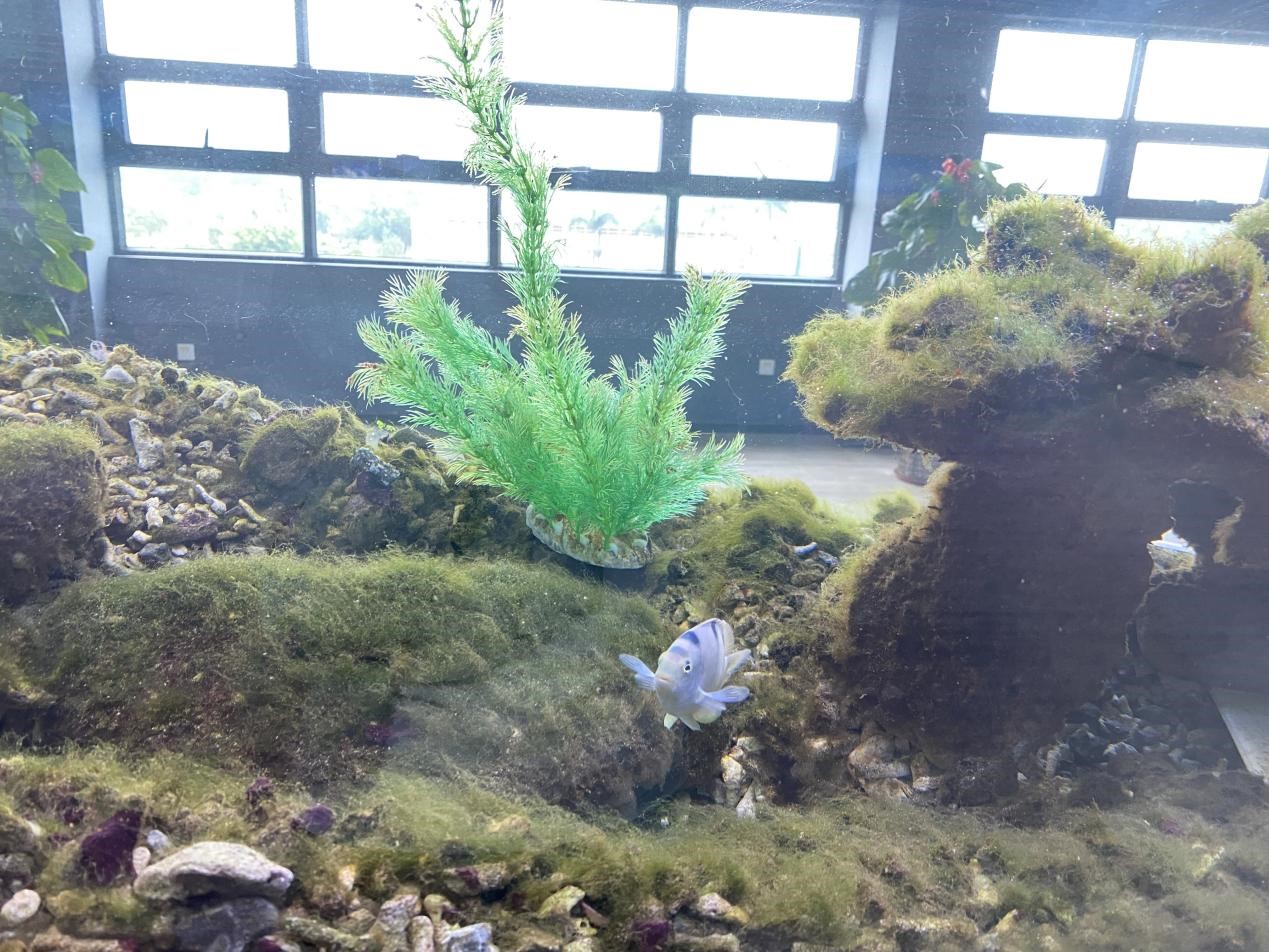 图为宝钢湛江钢铁水控中心,观赏海鱼在钢渣渔礁里游动