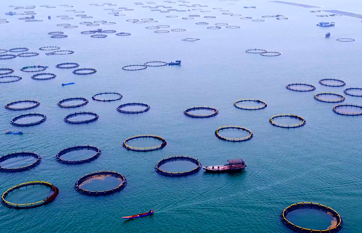 湛江恒兴集团的海洋牧场。来源:受访方提供