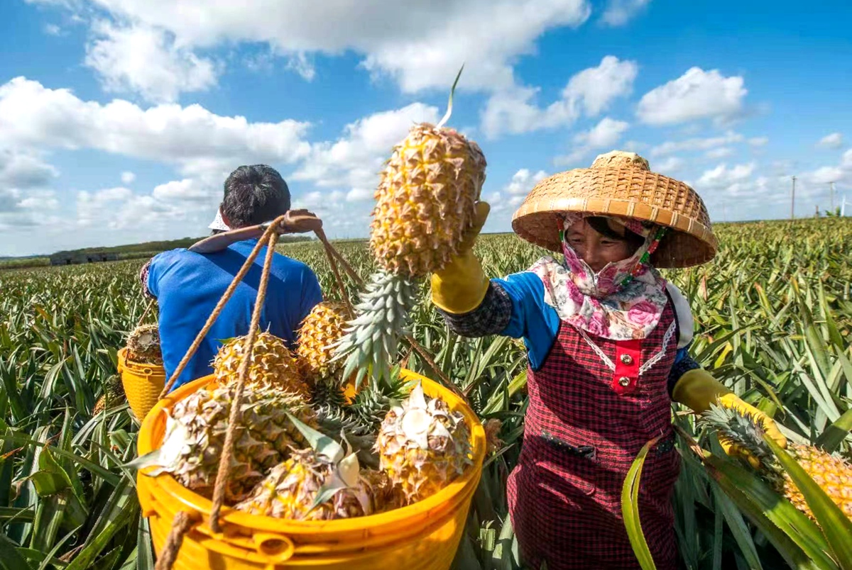 菠萝种植户正在采收菠萝。来源:受访方提供