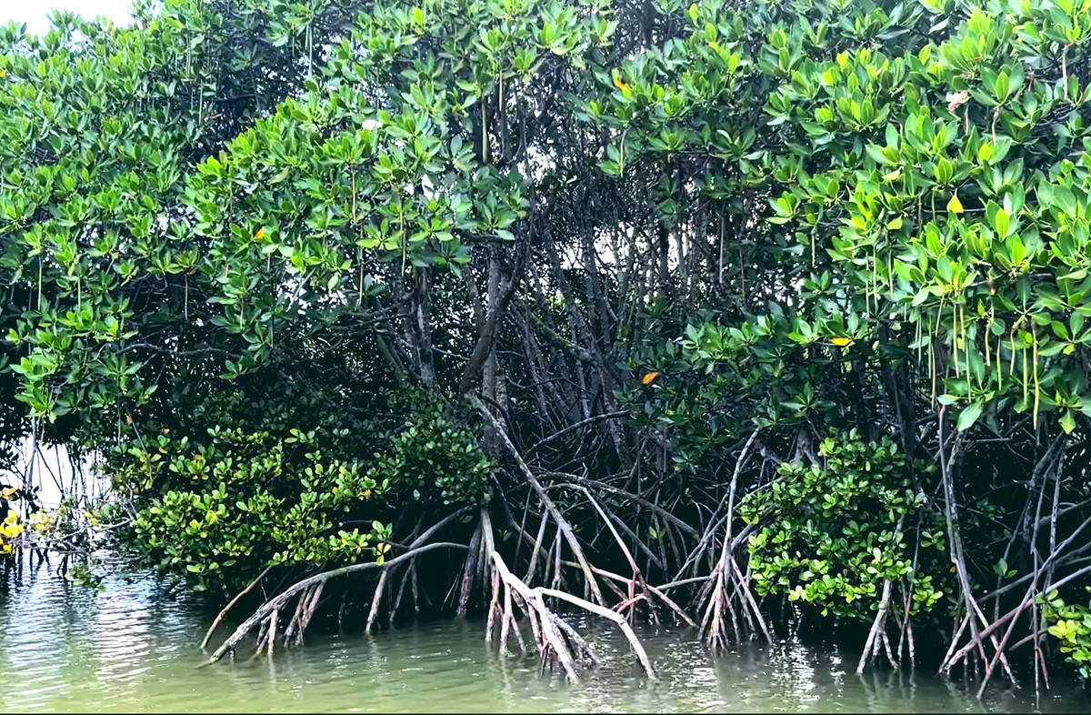 红树林保护区主要保护对象为红树林湿地生态系统及其生物多样性、海岸典型自然景观。来源:受访方提供