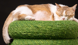 寵物醫(yī)療神話破滅