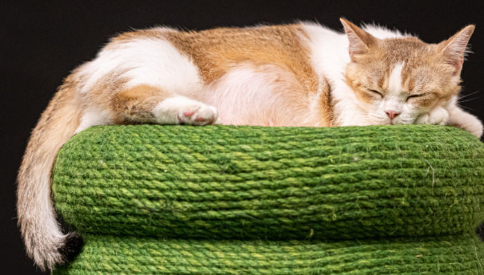 高瓴资本,新瑞鹏,宠物经济,消费,IPO