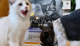 雀巢对中国宠物食品市场“特别感兴趣”，不排除在华收购