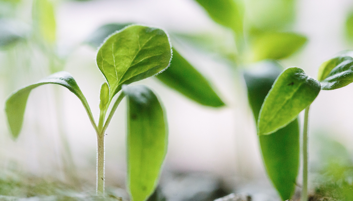 超半数投资人关注早期机会，红杉还要往更早期走