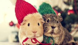 萌寵經(jīng)濟熱背后的“冷”人生