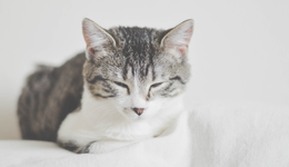 鏟屎官喊貴，醫(yī)院哭窮，寵物醫(yī)療的錢被誰(shuí)賺走了？