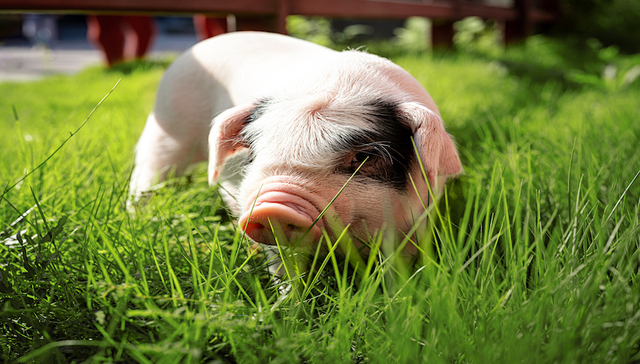 全国人大代表林其鑫：中国生猪“种源”过度依赖进口，要加强本土地方猪种保护｜两会·最希望