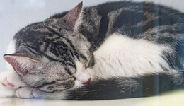 5千亿开销，“毛孩子”越难养，“兽医”才能上市