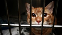 代表：建议专门制定动物保护法，委员：确保男性完整享有育儿假 | 两会声音