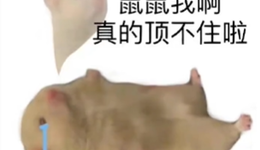 鼠鼠我啊，在蜗居的岁月里包浆