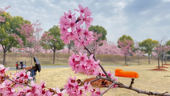 上海樱花节，早樱，顾村公园