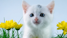 新瑞鹏暂缓上市，宠物医院老大为何被质疑？