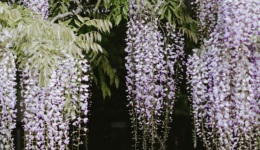 人，被植物包圍和啟示 | 書單