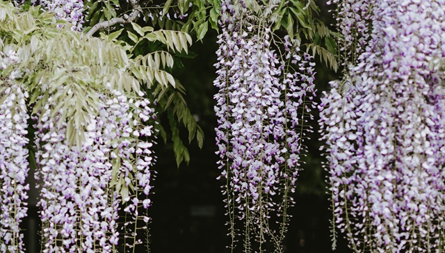 人，被植物包围和启示 | 书单