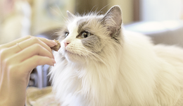 年入上億，朗諾股份登陸新三板，股東背后隱現(xiàn)新瑞鵬