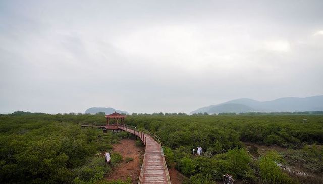 马爹利红树林保护项目第二阶段正式启动，再拓红树林修复版图
