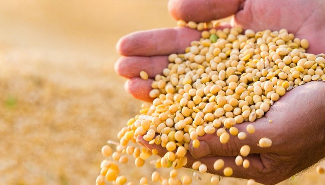 中储粮提价收购国产大豆，推进大豆种植及油料产能提升