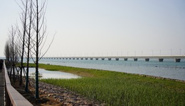 上海首例！企業(yè)違法砍伐201棵樹如何補(bǔ)償？