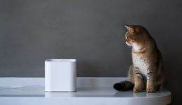 寵物智能硬件，難讓鏟屎官“解放雙手”