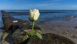 地方新聞精選 | 福州將對(duì)亡故本地居民海葬獎(jiǎng)補(bǔ)3000元 大理破獲案值近億元制售假煙案